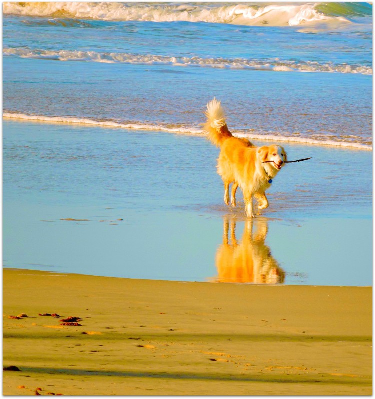 Beautiful dog, fetch, fun, beach